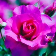 Load image into Gallery viewer, Secret ROSE Heart Chakra Magdalene Oil