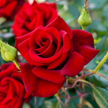 Load image into Gallery viewer, Secret ROSE Heart Chakra Magdalene Oil